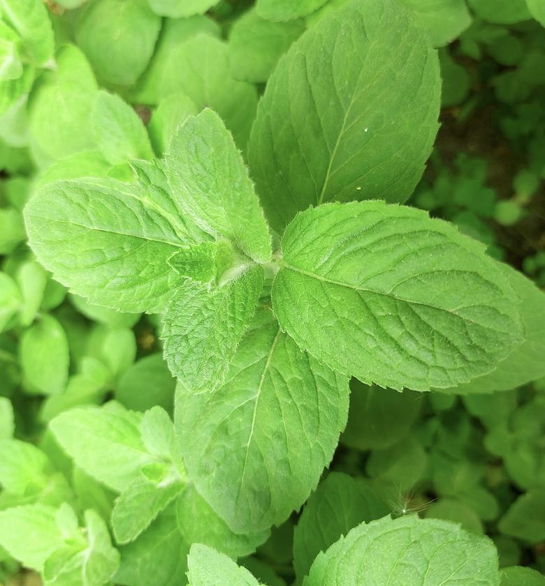 Mint-Per Bunch  image