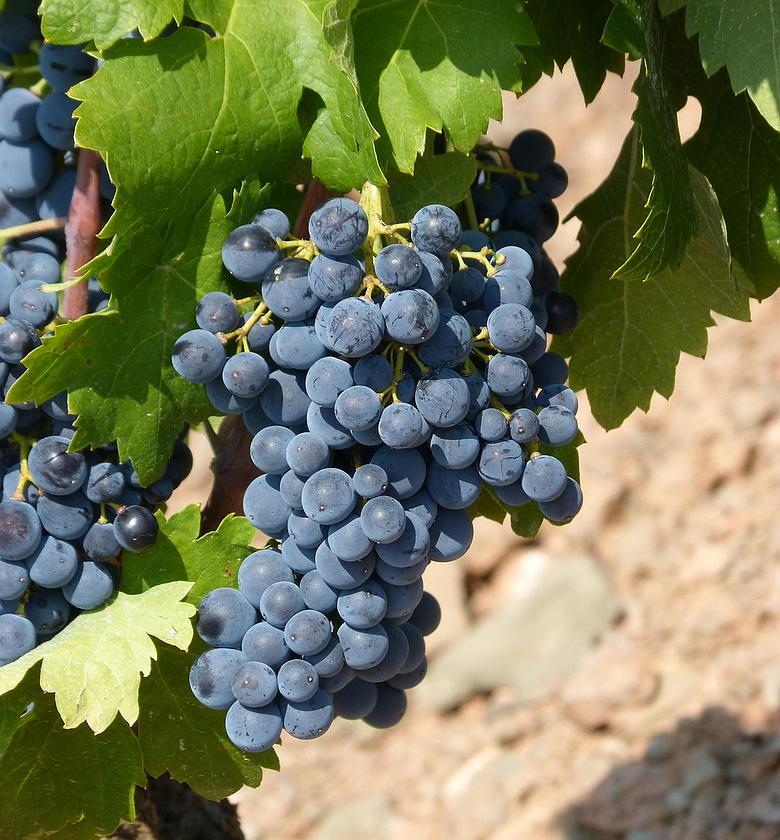 Local Grapes -Per packet  image