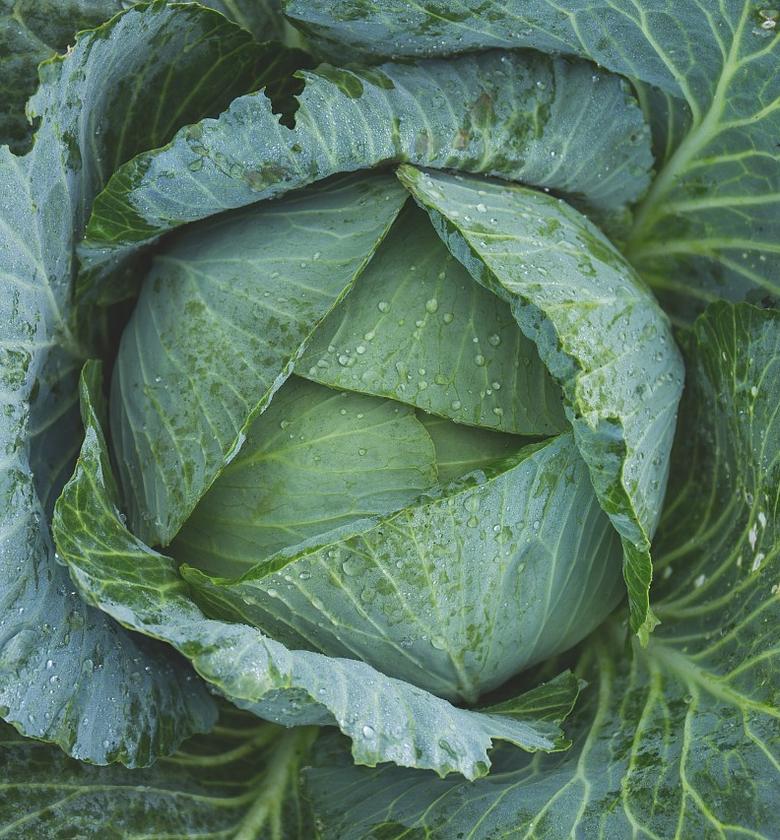 Cabbage - Per Piece image