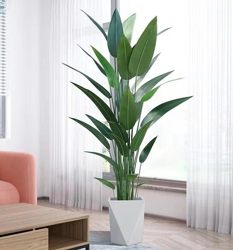 Sterilitizia Plant image