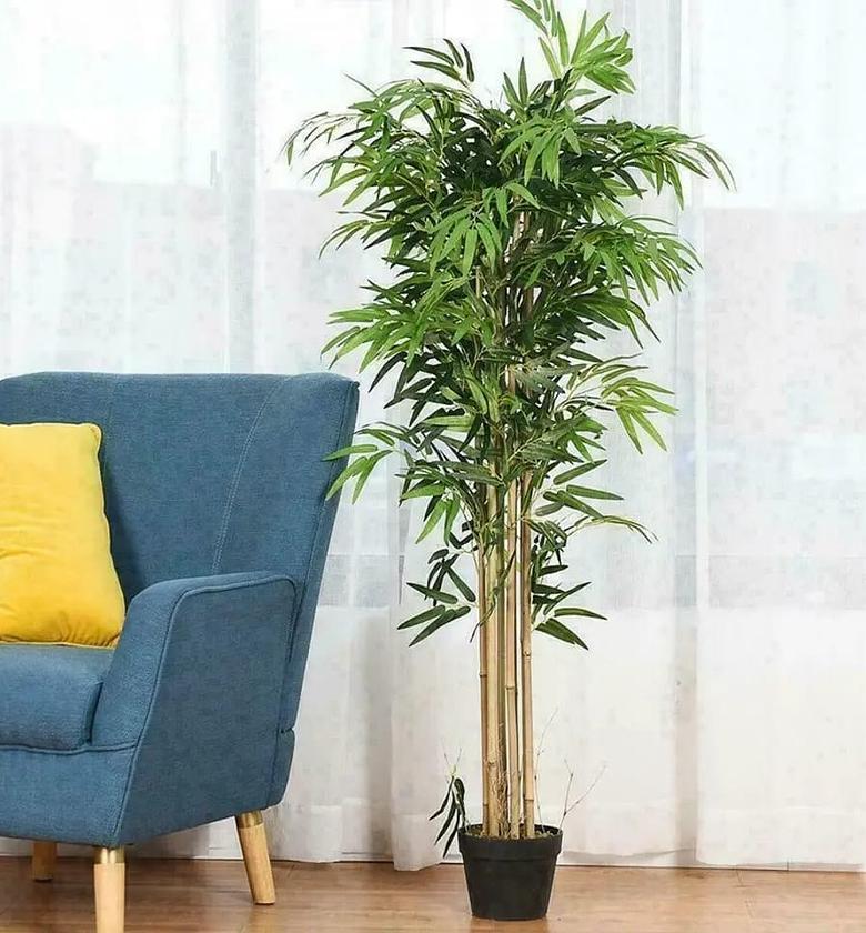 High Quality Potted House Tree image