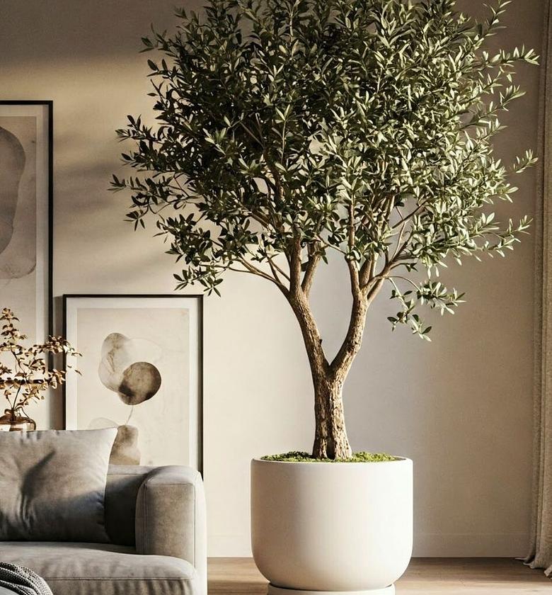 240cm Olive Tree image