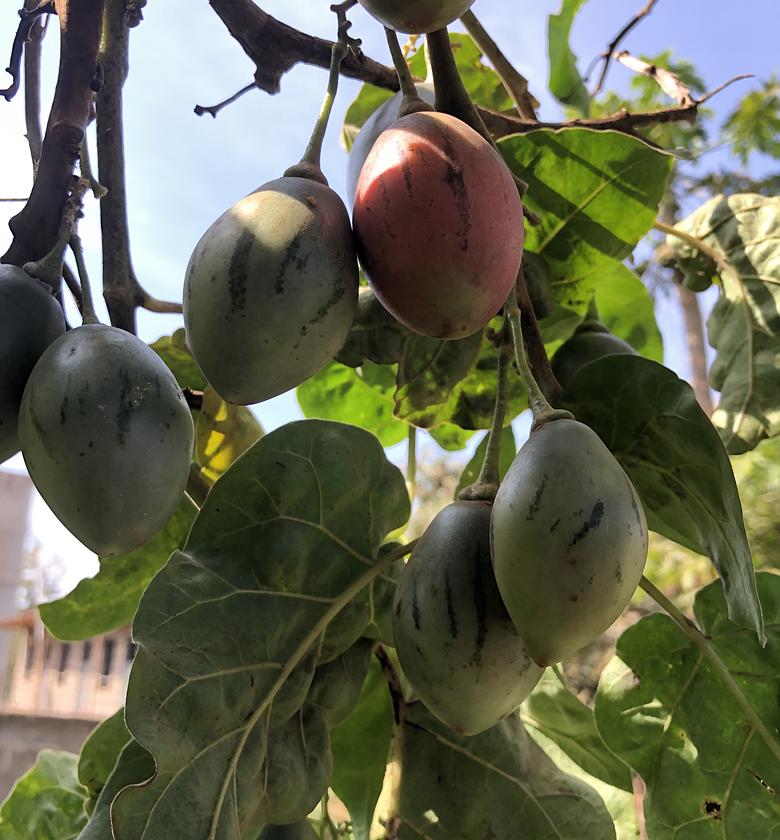 Tree Tomato-Per Kilogram  image