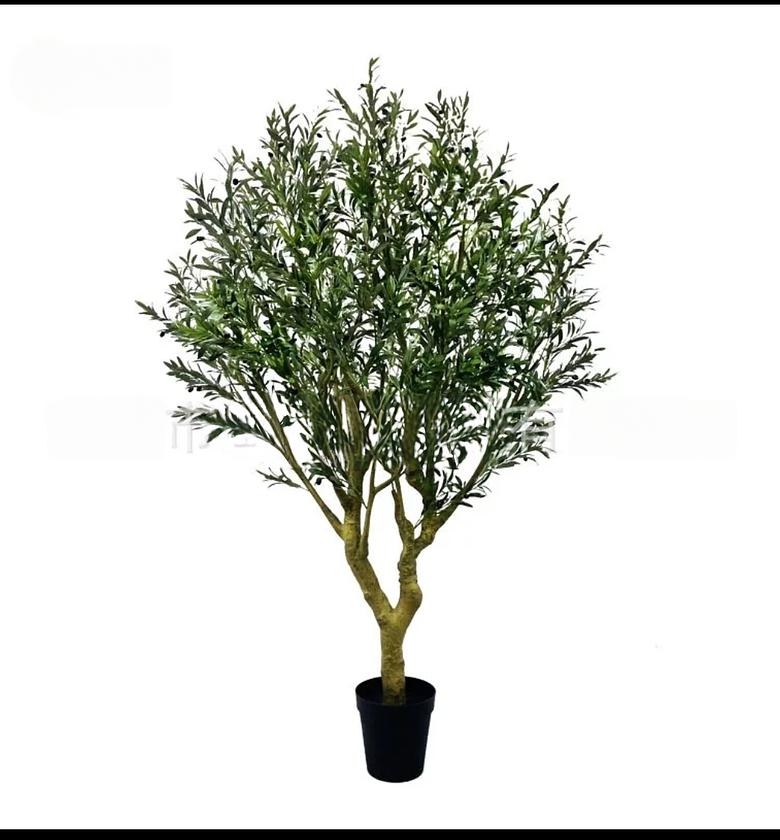 2.4mtrs Olive tree image