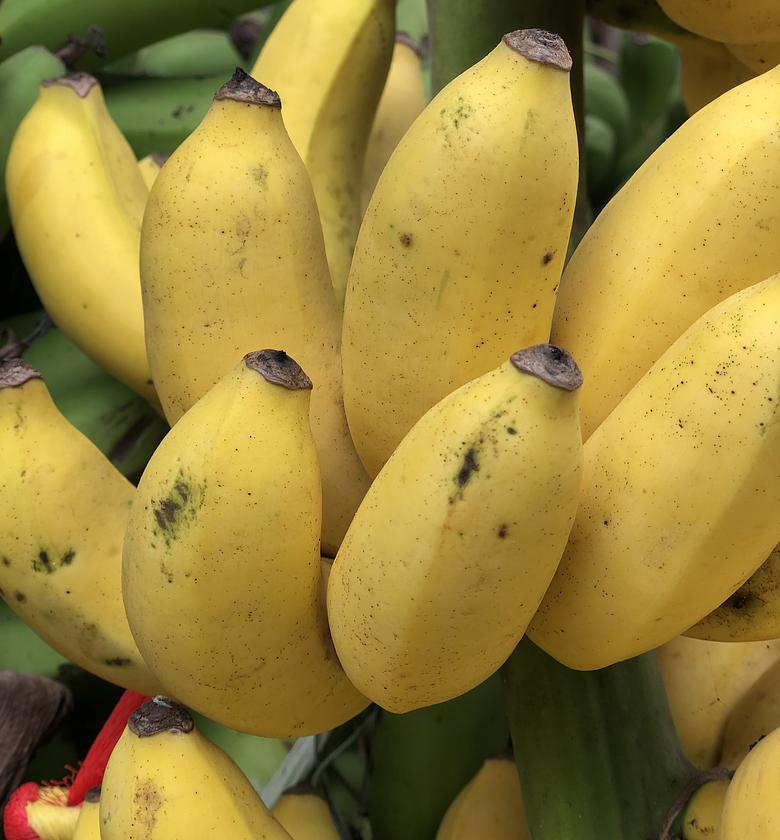 Sweet Banana Bunch  image