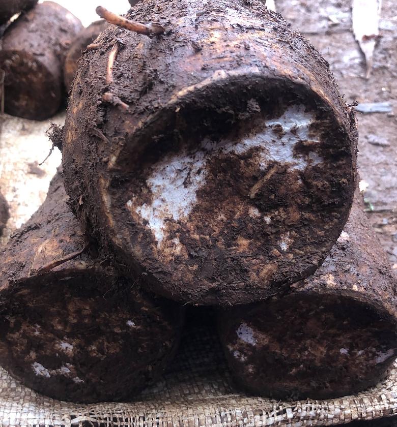 Arrow roots/Nduma-Per Kilogram  image