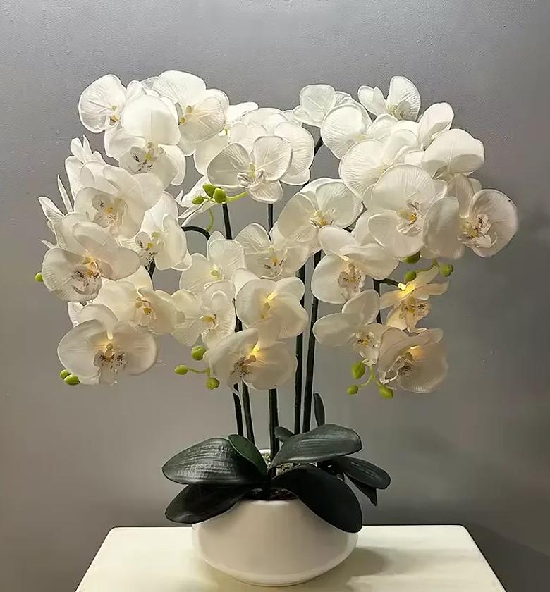 White Orchids flower  image