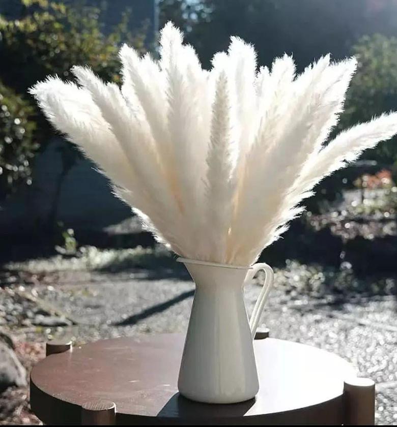 Dried Mini Pampas Grass. image