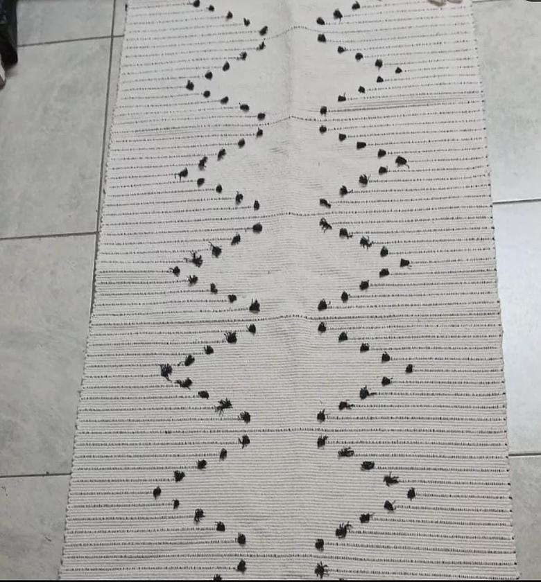 Bohemian Geometric Rugs with Tassles image