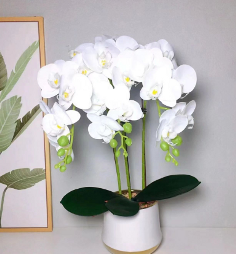 High end real touch orchid plant. image