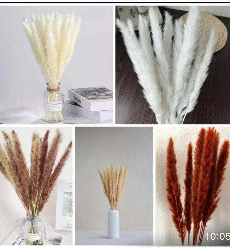 Dried Mini Pampas Grass  150/= per stem image