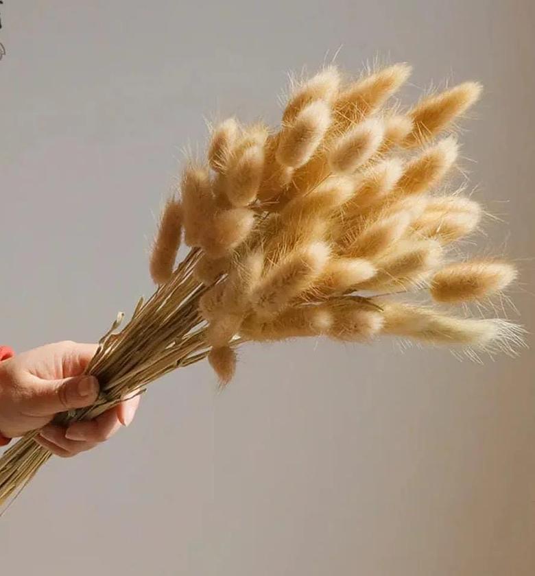 Dried natural bunny tail grass image
