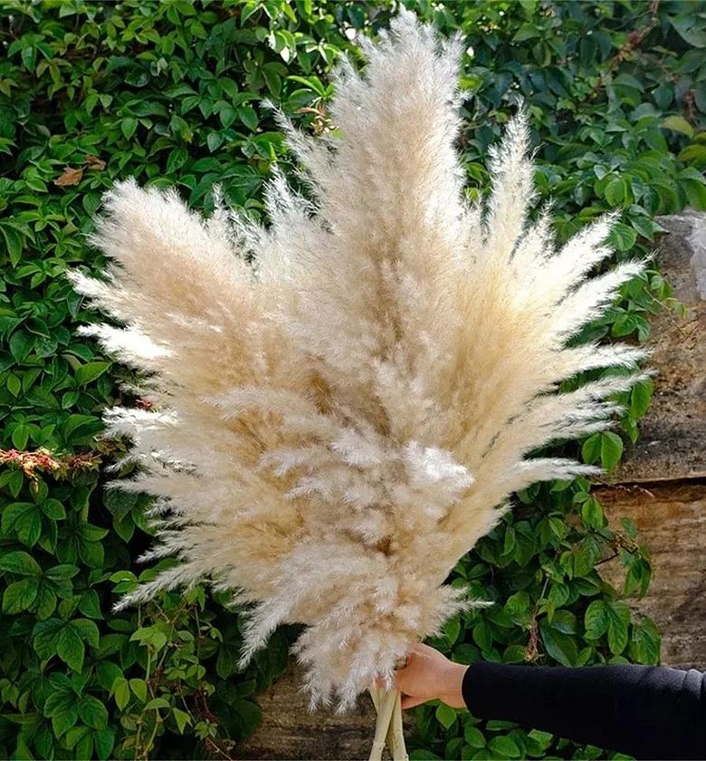 Fluffy Large Pampas Grass Decor. image