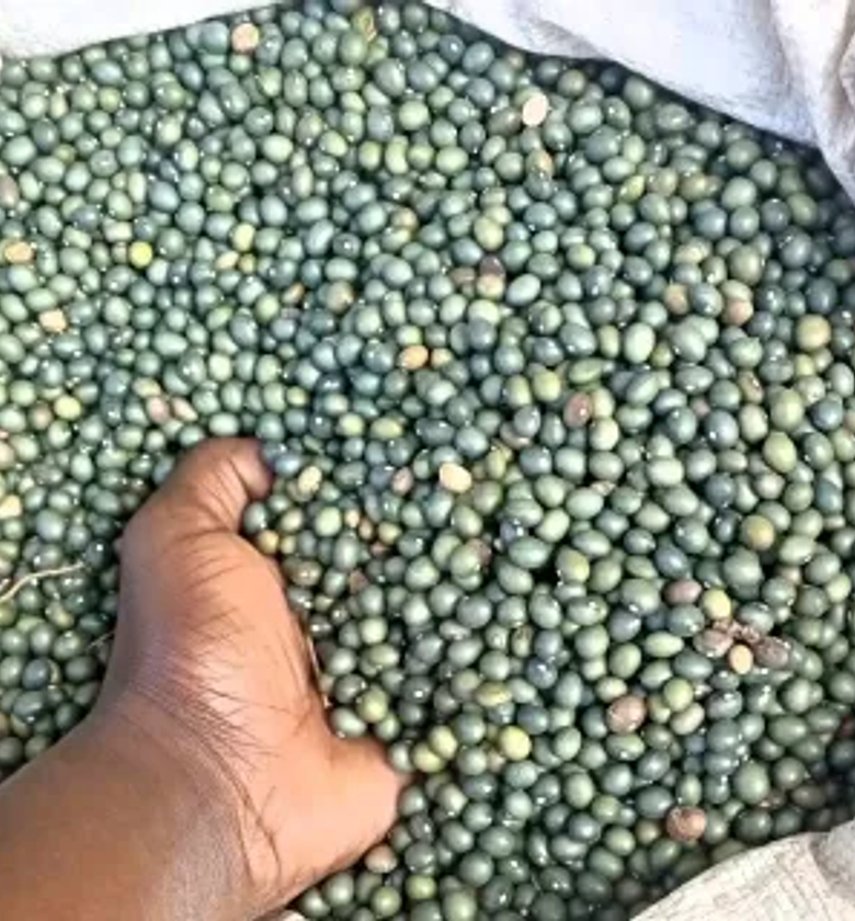 Green army Beans-A kilogram image
