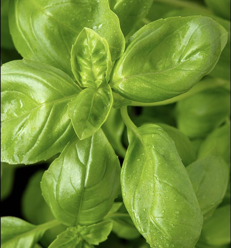 Basil-Per Bunch  image