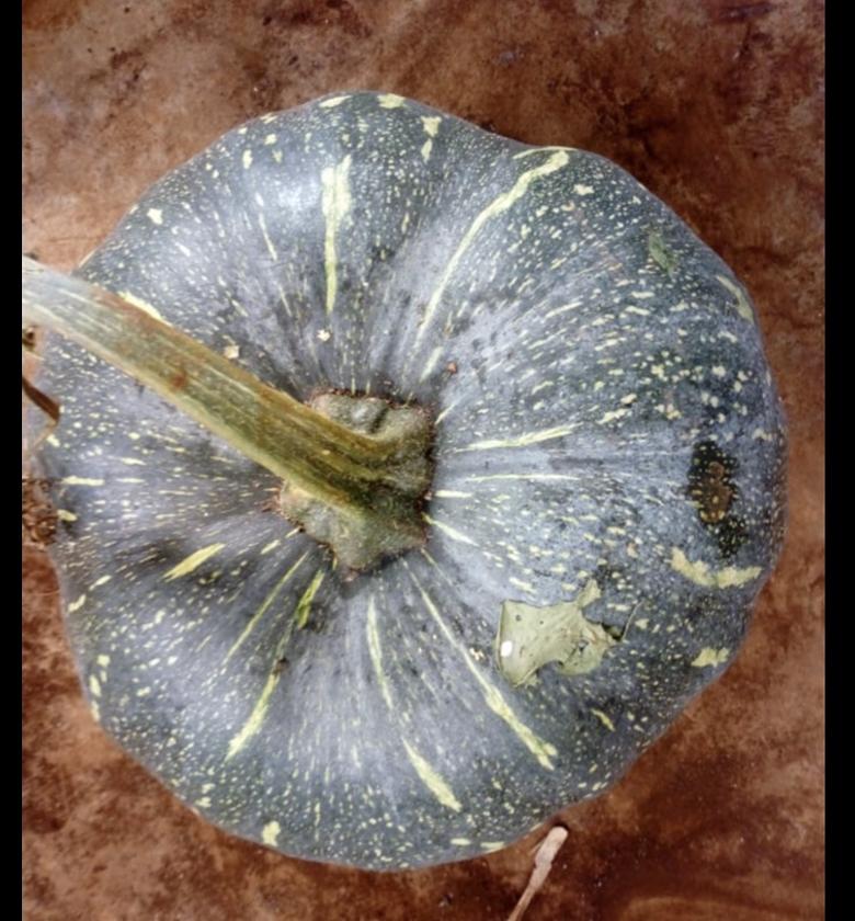 Pumpkin-Per piece  image