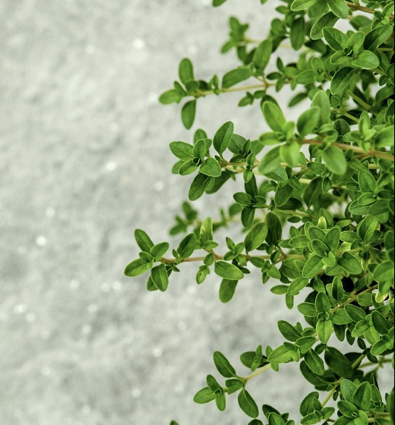 Thyme -Per bunch  image