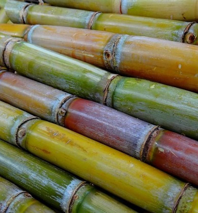 Sugarcane-Per Stick  image