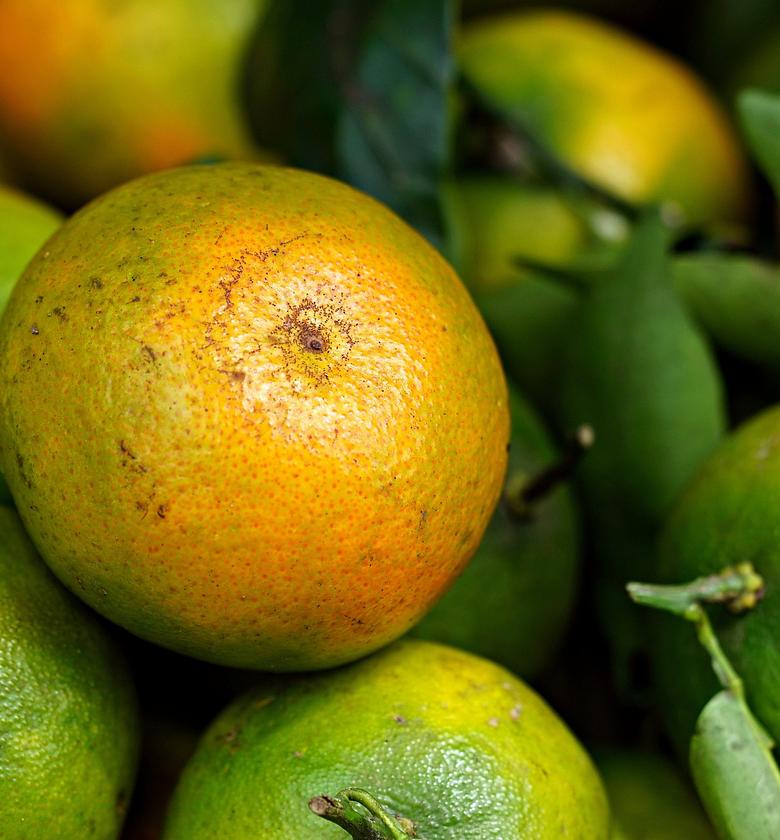 Orange-Local-Per Piece  image